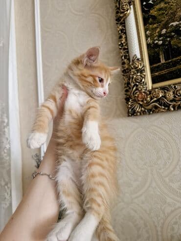 домики для кошек баку: Yaxşı əllərə — 2