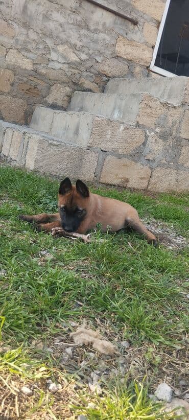 avçarka balaları: Belçika çoban iti, 3 ay, Dişi, Pulsuz çatdırılma — 11