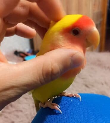 собака в добрые руки баку: Növ: Sevgi quşu (Agapornis) Rəng: Parlaq sarı bədən, qarın tərəfi açıq — 3