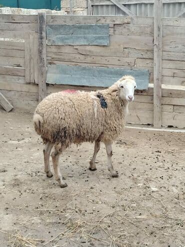 Akvariumlar: Razilasmaq olar — 9