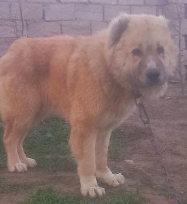 ev heyvanları: Qafqaz çoban iti — 2