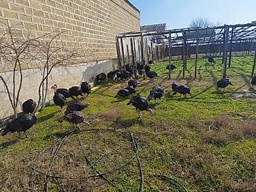 hindüşka: Salam temiz heyet heyvanı yaşıl otnan beslenmiş saglam heyvan isdeyen — 2