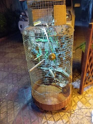 qefes boyuk: Dekorativ quş qəfəsi – əl işidir - Material: metal tor, taxta baza və — 1