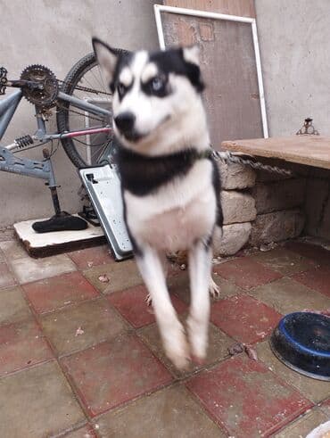 купить хаски щенка: Хаски, 11 месяцев, Самка, Самовывоз — 4