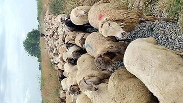 at satisi qiymetleri: Dişi, il: 1, Damazlıq, Pulsuz çatdırılma — 2