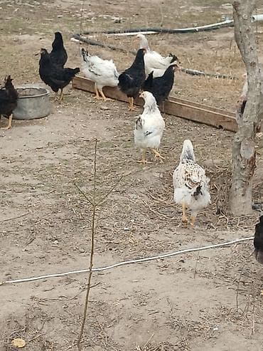 keci seki: Toyuq, Ətlik — 2