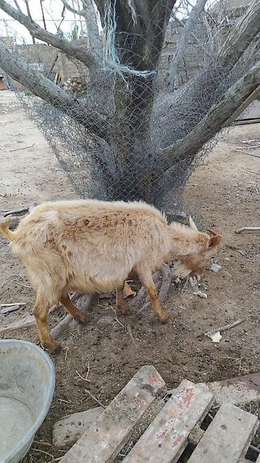 Zaanen kecisi dişi yaxşi süd verən kecidi.sadəcə baximsizdi. Yaxşi