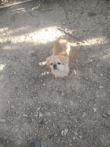 отдам в хорошие руки маленькую собачку: Tecili Satilir baximsizdiqadan real aliciya emdirim var piknes — 2