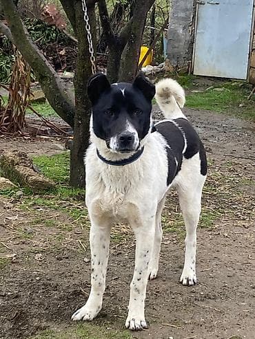 7 ay, Erkek, Peyvəndli, Ödənişli çatdırılma lalafo.az -da 7 ay, Erkek, Peyvəndli, Ödənişli çatdırılma