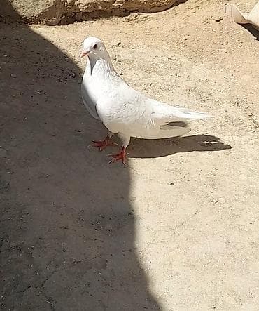 cex quşlar: Tutulma sallaq qanad ag erkey 13 tuk unvan suraxani — 2
