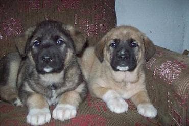 Qurdbasar, 1 ay, Erkek, Pulsuz çatdırılma