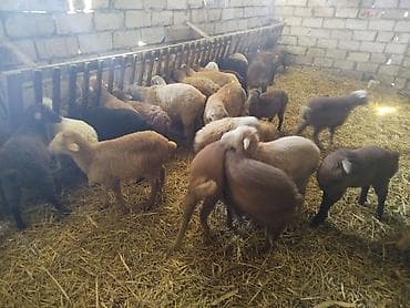 Qoç-quzu sürüsü satılır - Növlər: müxtəlif rəngli yerli quzu və