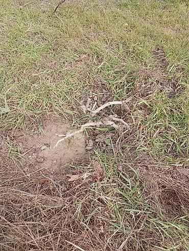 ev eşyalarl: Satılır. Bakı üzüm sarı . birde nar ağacı . ikisidə şit torpaq — 8