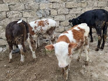 dana adları: Satlıq buzovlar 3 Erkey 1 dişidi cins buzovlardı heyvan çoxdu baxa — 9