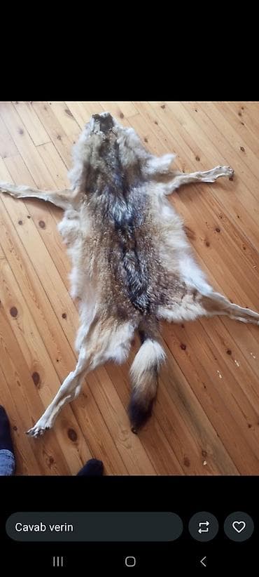 Məhsul: Təbii heyvan dərisi (xəz) Təsvir: - Açıq rəngli, kürən-boz lalafo.az -da Məhsul: Təbii heyvan dərisi (xəz) Təsvir: - Açıq rəngli, kürən-boz