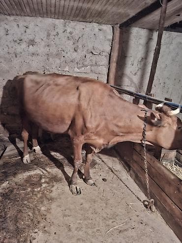 sudlu inek: Dişi, il: 4, Südlük — 2