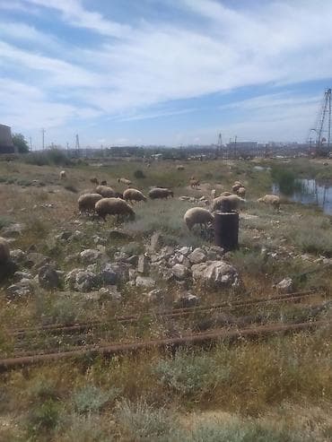keçi: Qoyunlar, qoçlar — 6