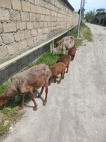 qoyun qiymətləri: Uc ana uc. balla bir ana bir balla qiymet. 350 m cavan qoyunlardi — 7