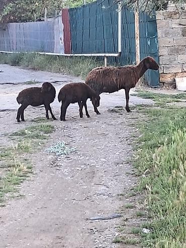 qaz balalari: Salam qala qoyunu cavan heyvandi ekiz balalari var erkey disi — 1