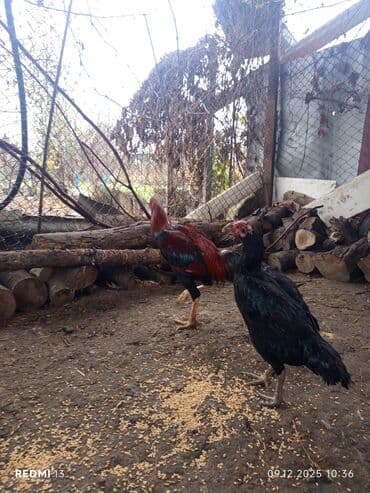 Gəmiricilər: Heyratı xoruz toyuq cüt — 4