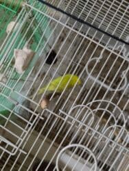 попугай ара цена: Salam bala cavan qusdardi isimle əlaqeli yeni teze duzeldim baxan — 13