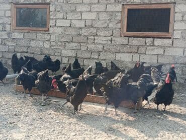 alman coban: Toyuq, Yumurtalıq — 13