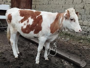 heyvanlara verilən xüsusi adlar: Qırmızı-ağ rəngli erkək buzaq/simalı cavan mal. Bədəni əsasən tünd — 8