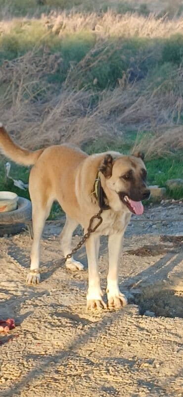 золотистый ретривер бишкек: Гурдбасар, 2 года, Самка, С прививками, Платная доставка — 5