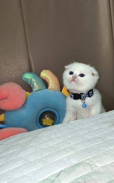 şirin pişik: Şotland yastı qulaq, Erkək — 5