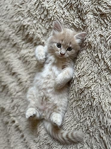 dəvə: 🐾 Sevimli balalar yeni evlərini axtarırlar 🐾 Sevgi dolu ailəsini — 3