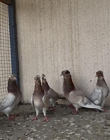 Salam bir nəsil uçan nəsil sarı/soğanı əbreşdər super şeylərdi