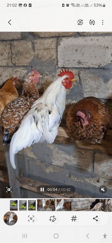 doberman balasi qiymeti: Xoruz.6 aylıq.Öz həyətimin toyuqlarının balasıdı.Heç bir vaksin və — 3