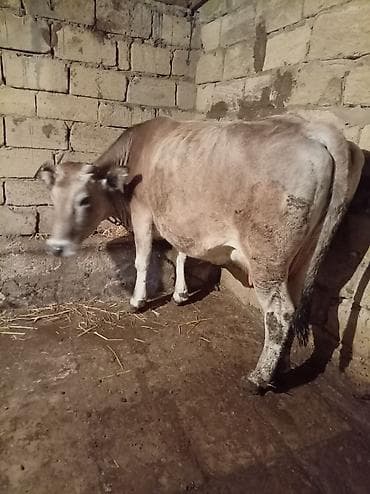 inek quba: Salam ətlik maldılar 4500 südə verilər 4 5 6 7 litir qiymət 3 Çinə — 8