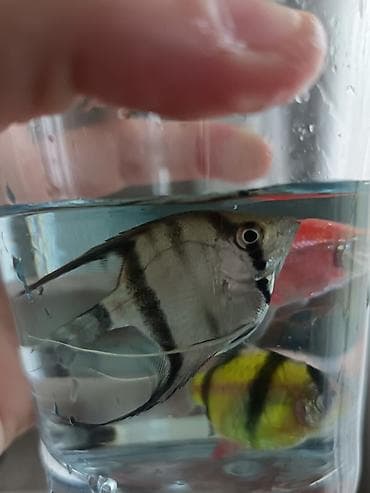 gence akvarium: Tetra balığı, Sülhsevər, Ünvandan götürmə, Pulsuz çatdırılma, Ödənişli çatdırılma — 9
