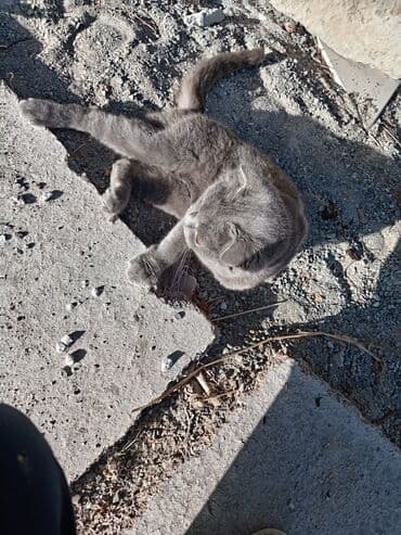 sfinks pişik: Şotland, Dişi, Ünvandan götürmə — 3