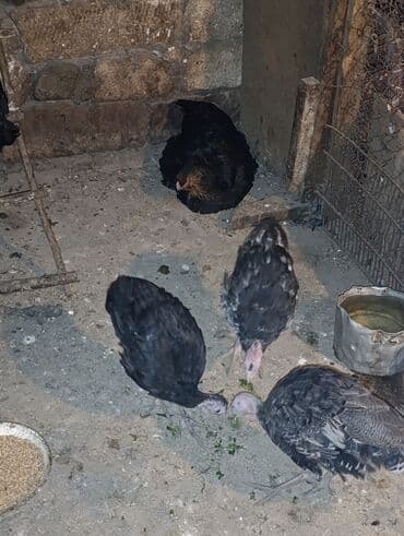 İtlər: Dişi, Damazlıq — 4