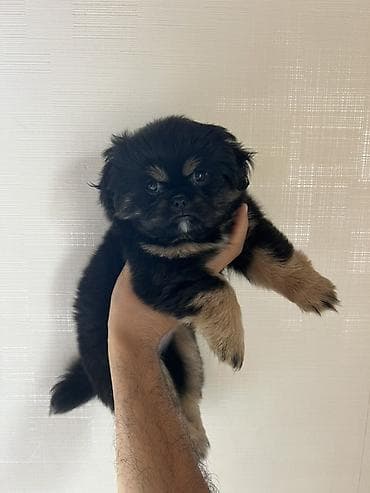 heyvanlar: Pekines, 2 ay, Dişi, Peyvəndli — 4