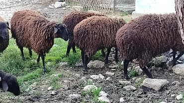 hinduska satilir: 3 baş damazlıq qoç satılır qiyməti 800 manat. 3 baş da dişi quzu — 6