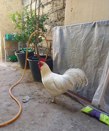 cats az: Xoruz, il: 2, Ünvandan götürmə, Ödənişli çatdırılma — 2