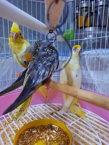 Korella 3ayliq, ele oyrewdirilib, ad qoyulub! deyiwme wansi 4ay