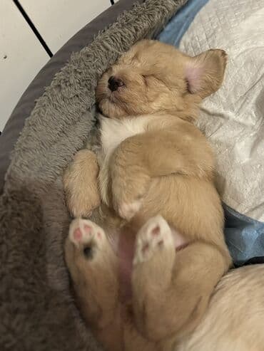 Balaca it balaları (şirin, tüklü yavrular) Təsvir: - Rənglər: açıq