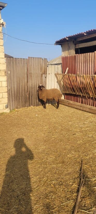 şotland pişiyi haqqında: - Rəng: tünd qəhvəyi bədən, alnında ağ ləkə - Quzuluq/istehsal: ət və — 6