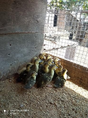 lavanda ördeyi: Lal ördək balaları satılır.15 günlükdürlər.İçərisində lal,macar və — 2