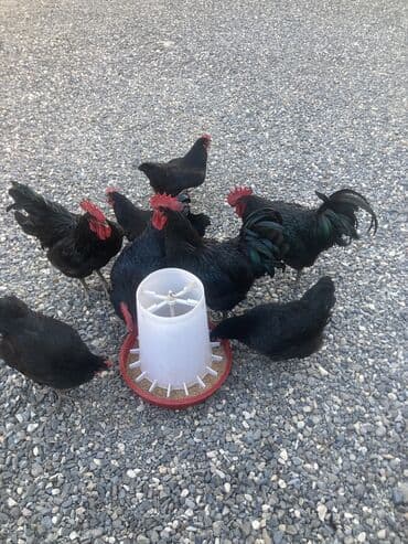 xarkov sortu toyuq: Toyuq cücələri, Damazlıq — 5