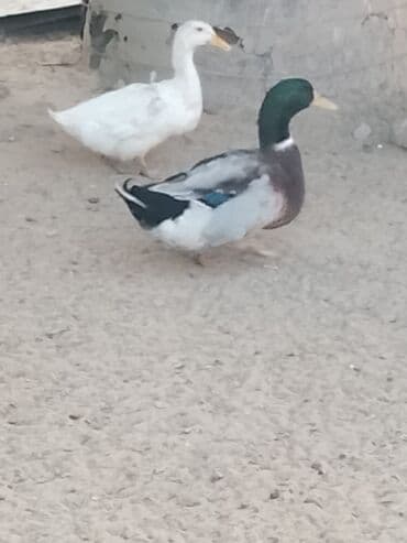 hinduşqa balası: Satılır: ördək sürüsü - Növlər və rənglər: ağ, qara, boz, qəhvəyi və — 3