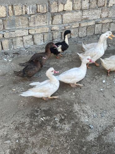 Toyuqlar: Erkək, | Lal ördək, Damazlıq, Ünvandan götürmə, Ödənişli çatdırılma — 4