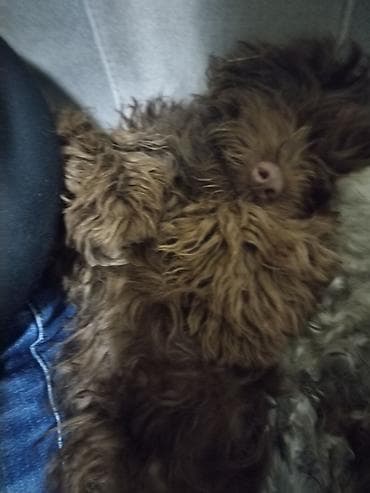 heyvan geyimleri: 1 ay, Erkek, Peyvəndli — 5