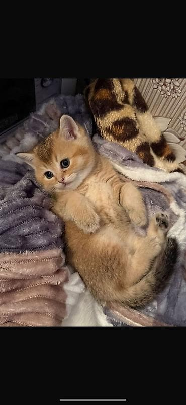 Британская