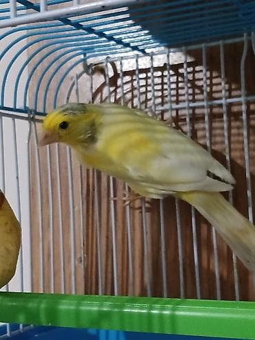 Pişiklər: Bulbul kanareyka satiram. arginal bulbuldu. maskovisqi sortudu — 1