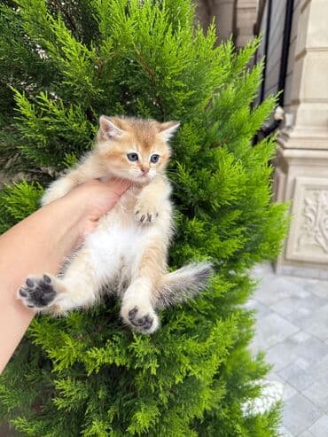 şotlan pişik: Şotland yastı qulaq, Erkək, Dişi, Yaxşı əllərə, Ünvandan götürmə, Pulsuz çatdırılma, Ödənişli çatdırılma — 162